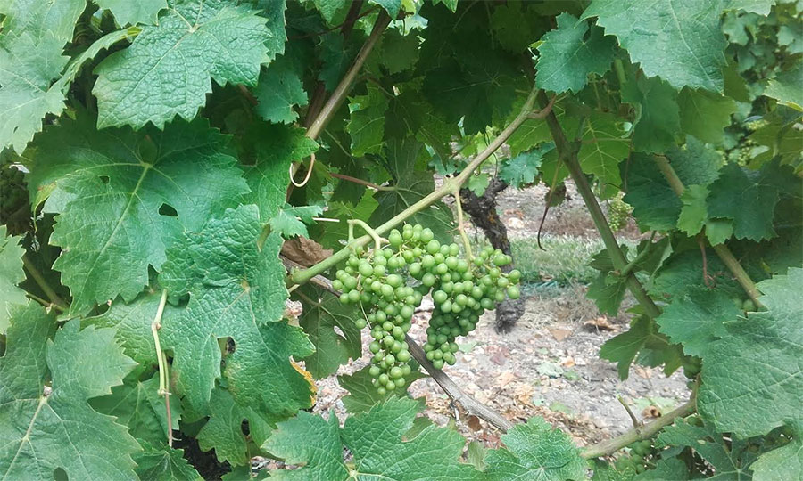 Evolution de la vigne